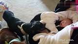 狗子第一次见到小婴儿的反应,网友：也太负责任了