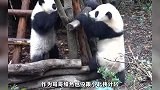 熊猫界的“杨过”《暖心的北侠》