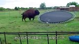 野牛第一次玩蹦床，下一秒它的举动笑翻众人，牛哥：来决一死战吧