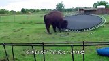 野牛第一次玩蹦床，下一秒它的举动笑翻众人，牛哥：来决一死战吧