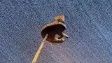 家里有懒猫