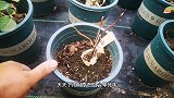 天天下雨，月季却干旱死了？不少花友犯这样的低级错误