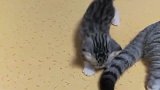 猫：妈妈的尾巴真好玩儿呀！