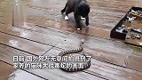 猫咪大战毒蛇实拍毒蛇实力悬殊任凭追打，惨被玩弄不敢还手！