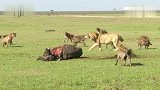 年轻的雄狮，为了保护它的战利品和鬣狗群战斗。