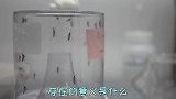 都说存在即合理，那蚊子存在有什么意义呢？