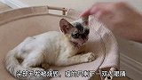一只毁容流浪猫的逆袭,照顾它我做了这三点