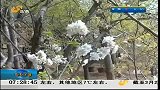 早安山东-20120325-山东：阳春三月好时节.春意盎然赏风光
