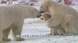 当北极熊遇到哈士奇，却一把抱住，北极熊：兄弟你咋瘦了呢
