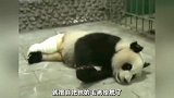 靠一“脱”成名的大熊猫“乐水哥”