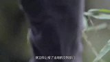 陕西发掘武则天孙子墓，专家激动不已：史无前例的“阴间皇帝”！
