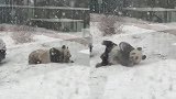 萌翻了！大熊猫雪中撒欢打滚