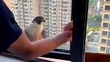 鸟：千万别开窗户，外边太窄，把我挤下去了