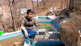 冬眠醒来的牛蛙和青蛙，放入自建池塘里，会怎样呢？