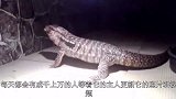妹子养了一只巨型蜥蜴，同吃同睡几个月后，整个画风都不对了