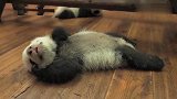 我可爱的小熊猫睡醒了，爬不起来，继续躺着吧