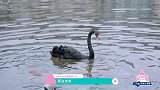 王艺瑾希林阳台吹着风看鱼！放飞自我！