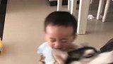 儿子一回家，二哈就要遭殃，真是到了狗狗都嫌弃的年龄！