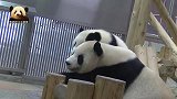熊猫宝宝来撒娇，结果被一掌推开：妈妈，难道你不爱我了吗？
