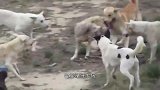 一头狼对抗6只土狗，不甘心被吃掉，最后用这招救了自己一命