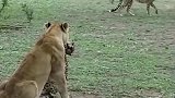 狮子与豹子生死决斗，谁输了就是对手的晚餐，看完后真是太残酷了