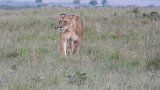 吃饱后归来的母狮，正在尝试联系其它同伴