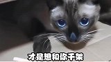 想问一下，真的有给主子送礼物的小猫咪吗