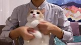 艾特你身边的猛男给你跳！黄桃不是猫 手势舞 猛男舞 swag 猫里猫气