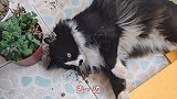 猫咪竟然在泥里疯狂打滚，脏的不能要了，谁来回收一下！