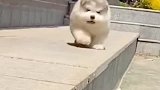 小狗的心一直破破碎碎地热着