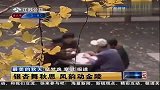 生活-银杏舞秋思.风韵动金陵