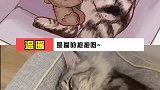 和小可爱一起睡大觉