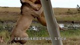 老虎用狮子当成“肉垫”，雄狮却只能任由摆布？雄狮：就这？