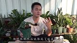 夏季要过了，你家仙客来挨过来了吗？还没死的要“奖励”它哦
