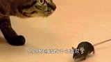老鼠被猫咪逼到绝路，开始向猫咪求饶，镜头记录全过程