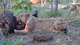 一群鬣狗围攻狮子，被狮子一个个教训老实了