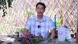 三角梅修剪下来的枝条扔了太浪费，手把手教你繁殖