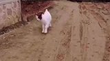 欢脱的小山羊