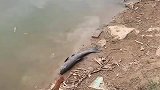 大姐还以为是条死鱼，放进水里这一刻，鱼比人都聪明。