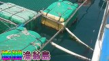 澎湖海钓，女钓友前打钓野生大红甘鱼，网箱附近容易出巨物