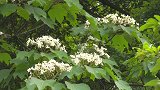 龙岩中心城区莲花山：油桐花开 纷飞似 “雪”