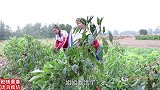 美人鱼1：傻妞和伙伴捡到美人鱼，可以实现愿望的美人鱼，真神奇