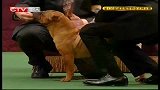 重庆卫视-犬种大赛20131227