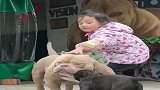 恶霸犬好不容易陪儿子晒会太阳，熊孩子老捣乱，恶霸犬都无奈了！