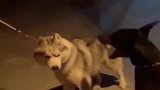 当二哈遇到杜宾，杜宾犬：小样有本事你上啊，看看咱俩谁厉害