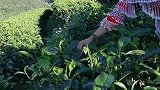 少数民族姑娘边采茶边唱山歌，真是太好听了