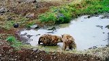 动物世界：水坑里玩耍的鬣狗