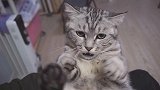 喵星人和主人打架，猫咪气不过边打边骂！