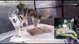 狼被男子误当狗收养长大才发现，好像被二哈带二了