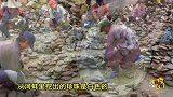 福建泉州渔民意外发现稀有大珍珠 价值几十万